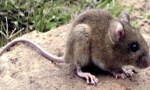 Hantavirus: el total de casos en Argentina asciende a 102