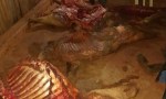 DESARTICULAN BANDA DE CUATREROS EN VIRASORO