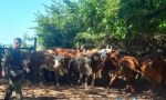 HALLAN EN UN MONTE 14 VACAS DENUNCIADAS COMO ROBADAS