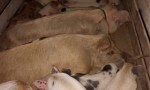 SECUESTRAN ANIMALES PORCINOS TRASLADADOS IRREGULARMENTE