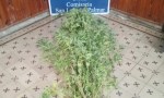 HALLAN PLANTACIÓN DE MARIHUANA EN SAN LUIS DEL PALMAR