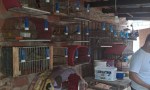 RESCATAN AVES EXÓTICAS COMERCIALIZADAS EN LA CIUDAD DE CORRIENTES