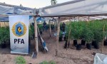 DESCUBREN UNA PLANTACIÓN DE MARIHUANA EN CORRIENTES