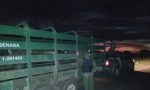 DETENIDO POR TRANSPORTAR CINCO BÚFALOS SIN DOCUMENTACIÓN
