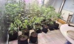 DESCUBREN UNA PLANTACIÓN DE MARIHUANA EN CORRIENTES