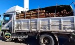 INCAUTAN POSTES DE QUEBRACHO QUE IBAN A INGRESAR A CORRIENTES