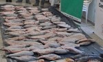 INCAUTAN PESCADOS DE UN ACOPIADOR ILEGAL EN BELLA VISTA