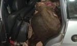 DOS DETENIDOS POR ROBO DE GANADO Y FAENA CLANDESTINA