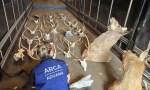 SECUESTRAN ANIMALES EMBALSAMADOS QUE ERAN ENVIADOS A BRASIL