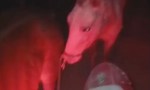 DETECTAN FAENA CLANDESTINA EN EL BARRIO PIRAYUÍ DE CORRIENTES