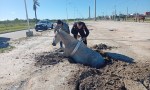 BOMBEROS RESCATARON A UN CABALLO QUE CAYÓ A UN POZO