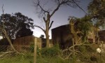 MURIÓ APLASTADO POR UNA RAMA DEL ÁRBOL QUE ESTABA PODANDO