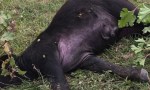 HALLAN MUERTOS A TRES BÚFALOS Y UN CABALLO A LA VERA DE LA RP6