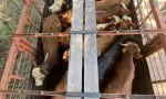 DETIENEN EN ITALIA A UN HOMBRE ACUSADO DE ESTAFA EN GOYA