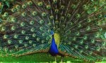EL MARAVILLOSO CRIADERO DE PAVOS REALES EN VISTA ALEGRE.