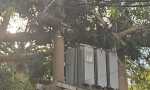 CAYÓ UN ÁRBOL SOBRE UN TRANSFORMADOR DE EDEN Y DEJÓ UN SECTOR DEL CENTRO DE CAMPANA SIN ELECTRICIDAD