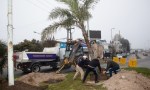Ya fueron reubicadas las palmeras de Av. Mitre y Belgrano