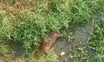  ​Tristeza en Posadas: hallaron un carpincho sin vida en el arroyo Zaimán y le harán una necropsia para develar el misterio