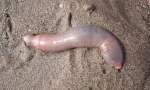 Extraños “peces pene” aparecieron en las costas de Chubut y sorprendieron a vecinos