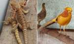  Golpe al tráfico de fauna en Buenos Aires: rescataron a más de 200 animales vendidos por Facebook 