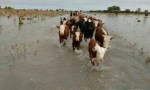  Corrientes bajo agua: El drama de los productores tras un diciembre con lluvias récord 