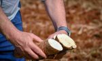 Misiones propone a nación más reintegros forestales y menor IVA a la fécula de mandioca