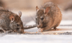 Alerta sanitaria: Argentina ya registra 105 casos de hantavirus