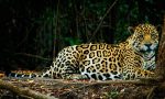  Más que un festejo: ¿Por qué hoy celebramos el Día del Animal en Argentina?