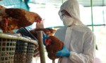  Argentina inicia estudios preclínicos de una vacuna nacional de ARNm contra la gripe aviar H5N1