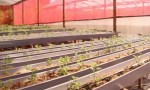  Eldorado apuesta a la floricultura hidropónica para potenciar a los productores regionales