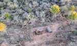  ​EMERGENCIA AMBIENTAL: El norte argentino perdió más de 200 mil hectáreas de bosques en un solo año 