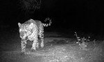  ​El "Rey de la Selva" impone su ley: Captan a una joven yaguareté cazando en Iguazú 