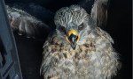  Rescataron a un halcón peregrino juvenil en Corpus