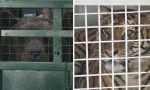  Final feliz: Tras años de encierro, dos osos y una tigresa del ex Zoo de Luján ya viajan rumbo a la libertad en Europa 