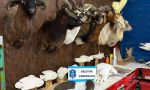 Ambiente de Nación allanó un taller clandestino taxidermista que traficaba piezas de especies protegidas