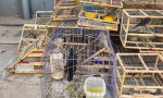 ​🔴RESCATE DE AVES SILVESTRES EN CAUCETE Y HUBO 8 DETENIDOS