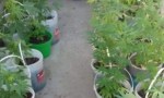Buscaban una bicicleta robada y hallaron un vivero de marihuana en Caucete