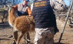 ​Rescatan un guanaco y otras especies autóctonas que permanecían en cautiverio en Caucete
