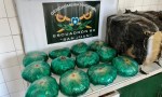 Gendarmería incautó 1 kilo de cocaína y 12 kilos de hojas de coca en Ruta 40