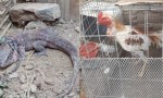 Operativos en Caucete y Albardón: secuestran un lagarto rojo y 12 gallos de riña