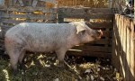 Proteccionistas sanjuaninos rescataron a una chancha que iba a ser sacrificada y ahora vivirá en libertad