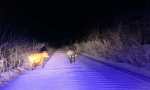 ANIMALES SUELTOS EN LA VIA PUBLICA