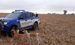 INTERVENCIÓN POLICIAL ANTE CAZA ILEGAL CON JAURÍA EN ZONA RURAL