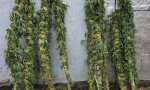 Tres detenidos tras un allanamiento donde se incautó varias plantas de marihuana Jesús María – Dptal. Colón