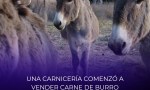 Polémica en Chubut: vendieron carne de burro en una carnicería y se agotó en horas