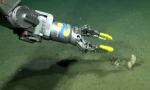 “Un verdadero tesoro biológico”: la expedición submarina del Conicet revoluciona el estudio del océano Atlántico Sur