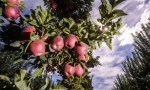 Argentina impulsa la economía circular al incorporar el orujo de manzana como ingrediente alimentario