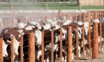 La Sociedad Rural del Neuquén pidió declarar la emergencia agropecuaria por sequía