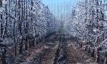 Temperaturas menores a -6°C ponen en jaque la producción frutal en Neuquén