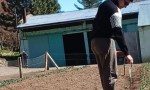 Huinganco se tiñe de colores con miles de tulipanes que florecen para el Día de la Madre